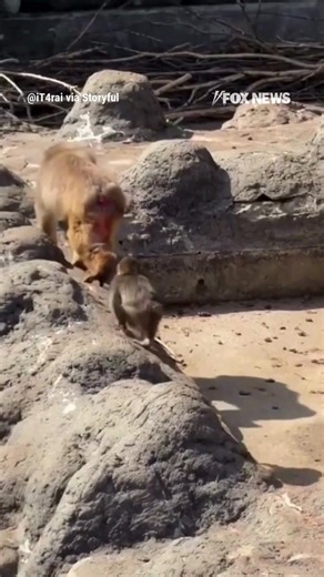 MONKEY MILESTONE: Punch the macaque monkey — who melted hearts online after clinging to a stuffed monkey for comfort after being abandoned by his mother — is turning a new page. New footage shows the once-lonely baby monkey now sticking close to a bigger monkey and happily following them around the enclosure. | Fox News