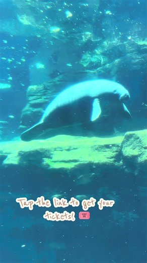 Sea World Orlando, FL. Family Trip 🫶🏽