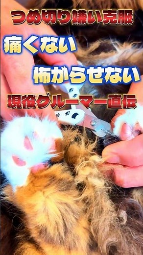 【プロ直伝】猫が暴れない！魔法の爪切り術