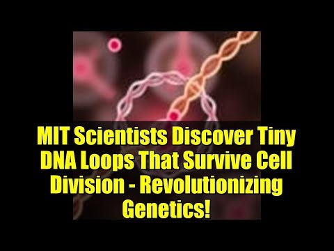MIT Scientists Discover Tiny DNA Loops That Survive Cell Division - Revolutionizing Genetics!