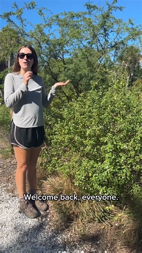 Flora Friday: Meet the wild sage (Lantana involucrata). 🌿 Also known as button sage, wild sage grows natively in Florida in coastal hammocks, thickets, and pine rocklands, and grows best in full sun and sandy, well-draining soils. Once established, these shrubs are moderately quick growing, drought-tolerant, and salt spray-tolerant. Wild sage’s fragrant flowers attract bees and butterflies, from small skipper butterflies to Florida’s largest butterfly, the giant swallowtail (Papilio cresphontes