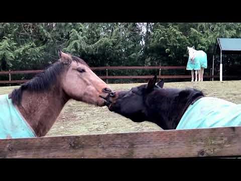 Horse Kissing