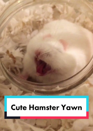 Adorable Hamster Yawn Moments