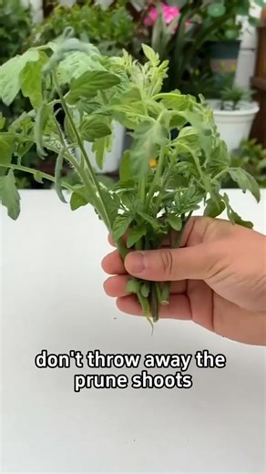1.7K views · 15 reactions | 3 must-do steps for growing tomatoes successfully #gardeningtips #garden #gardening #gardeninghacks #plantlover #plant #agriculture #planting #planttips #gardentok #PlantTok #tomatoes | Planting Fever | Facebook