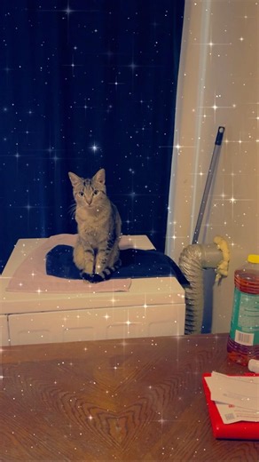 https://gofund.me/a18ca3b9a Please share & donate for Lily surgery. Thank you! $davidst33