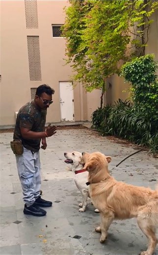Labrador Retriever vs golden retriever #session #1636 #goldenretriever #labrador #shorts #collie