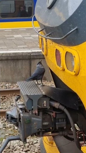 Vogel eet vliegjes van voorkant trein