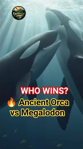 🔥 Ancient Orca vs Megalodon | The Battle for the Ancient Ocean! #orcalife