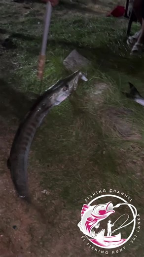 මාළු අමුනලා ගමු / වියෙට්නාම් කොක්ක -ඇමුනුම් බිලිය …. Order Now Rs 2850/-👌❤️❤️❤️🪝🪝🪝#F#FishingF#Fishingips #B#Bassishing #S#Saltwaterishing #F#Freshwaterishing #F#Fishingear #C#Catchnd Release #F#Fishingures #F#Fishingackle #K#Kayakishing #R#Riverishing #D#Deepea Fishing #F#Flyishing #F#Fishingechniques #F#Fishingetup #B#Bigish #F#Fishinglog #F#Fishingdventures #H#Howo Fish #F#Fishingor Beginners