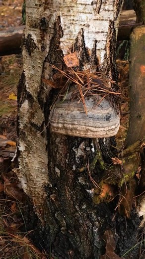 Use this trick to get rid of disgusting insects 🦟 | 5-Minute Crafts GIRLY