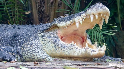 The Most Massive Saltwater Crocodile Ever is a Sight to Behold