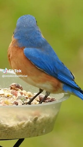 Beautiful Eastern Bluebird listens to the Blue Jays before flying off 💙 #Birds #Nature #Wildlife #naturephotography #bluebird