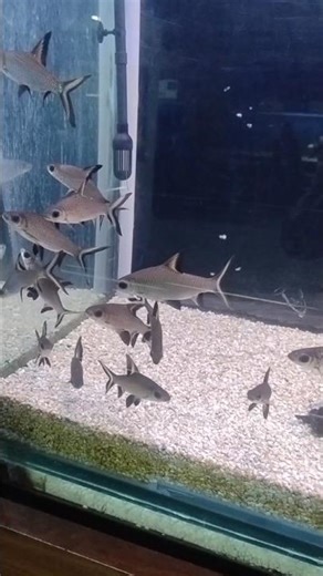 Bala Shark aquarium #shortviral #fish #shortsfeed #fishing