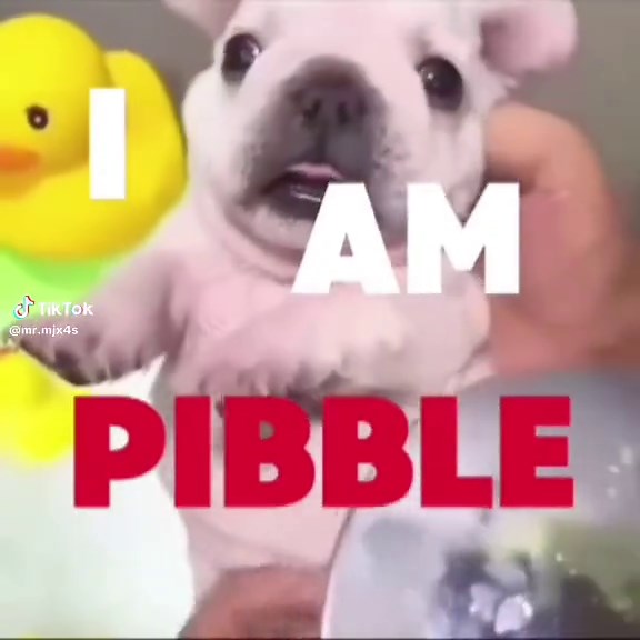 Pibble Memes: Wash My Belly Fun
