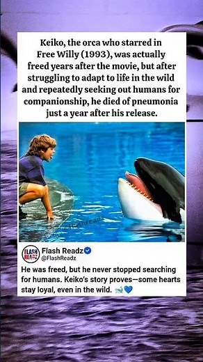 Keiko: The Whale Who Never Stopped Loving Humans 🐋💙 #animalstories #wildlifefacts #heartbreaking