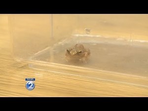 Don't stay silent on noisy coqui frogs