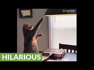 Cat sits like prairie dog to inspect lampshade