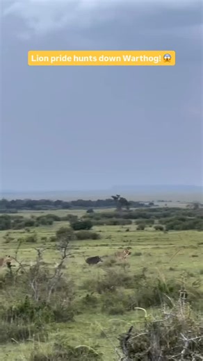 You can see the coordinated efforts of the lionesses as they utilize their strength and teamwork to secure a meal, while the younger cubs observe and participate, learning vital hunting skills. This scene is a visceral example of the predator-prey dynamic that defines the ecosystem, showing the incredible power and tactical precision of Africa’s top predators in their natural habitat. . #reelsindia #safari #lionhunt #serenegti #explorepage | Sayona Safaris