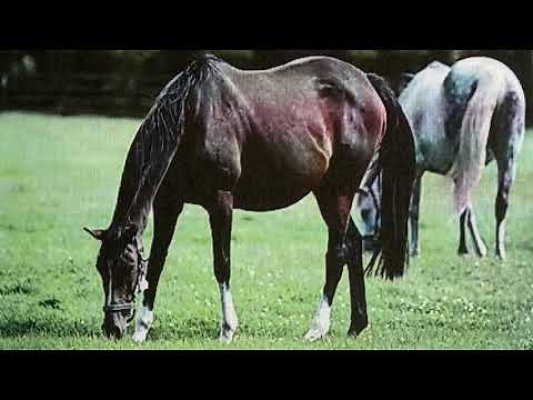 How to Sign ‘Horse’ with Signalong - Sign Language - Having A Voice using sign