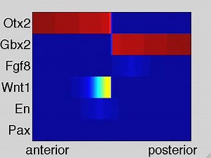 File:Spatial-Analysis-of-Expression-Patterns-Predicts-Genetic-Interactions-at-the-Mid-Hindbrain-Boundary-pcbi.1000569.s006.ogv - Wikimedia Commons