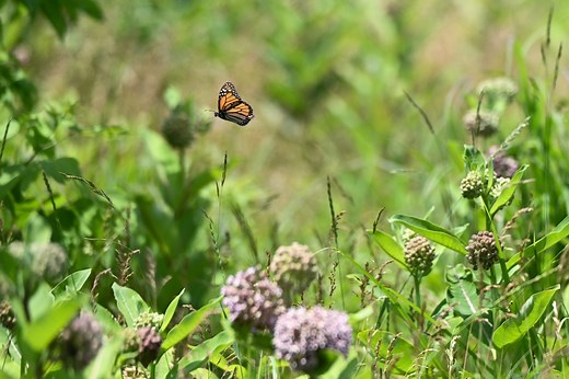 Monarch butterfly ‘super generation’ now migrating; how to watch in Michigan