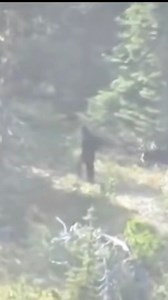 The Mount St Helens bigfoot footage #bigfoot | BigFoot News