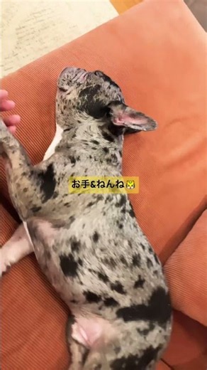 お手はできないんですが寝てると触らせてくれます🐯#フレンチブルドッグ #フレンチブルドッグブルーマール #frenchbulldog