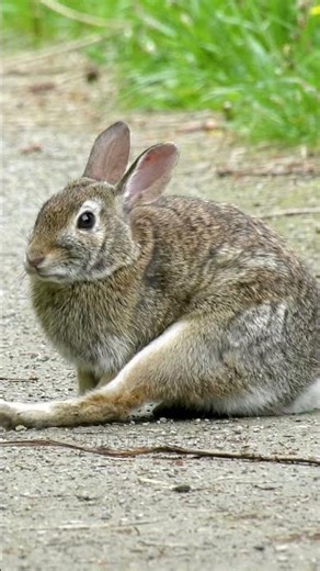 HARE — Speed Is Survival 🐇⚡#Shorts #WildlifeFacts #untoldfactverse