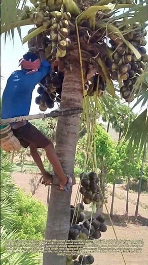 Securing Harvests: How Tree and Ground Workers Team Up to Lower Fruit Safely