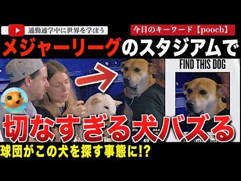 【超話題】ホットドッグをもらう柴犬とその家族を見つめる「隣の犬」が大バズり！？メジャーリーグのスタジアムで発見されたその表情が切なすぎるワンコ。球団が身元を探し始めてしまう