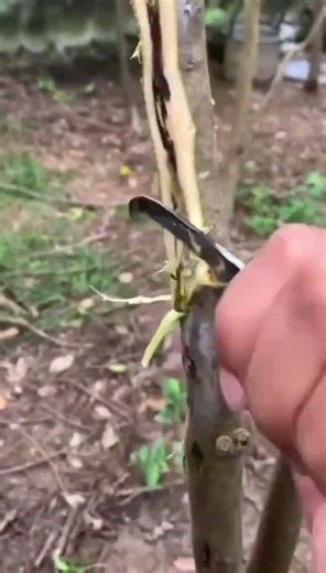 Full Resin-Loaded Agarwood | Oil-Rich Structure Inside the Entire Wood Strip
