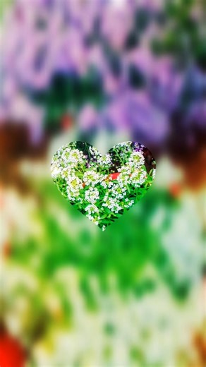 beautiful flowers collection 🌹🌺||#shorts #viral #flowers