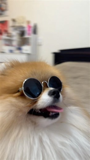 Dog face challenge 🐶 #собака #шпиц #милота #животные #топ #приколы #суперсобака #cute #прикол #dog