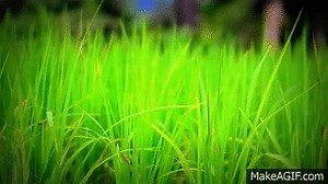 Paddy Field on Make a GIF
