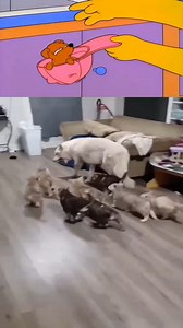 16K views · 194 reactions | ¡ dos pares de gemelos y triates !! #ungalgollamadomonty #memesdeparodia #parodiandosimpsons #reelsdeentretenimiento #memesdeentretenimiento | El Princeso Vístimo | Facebook