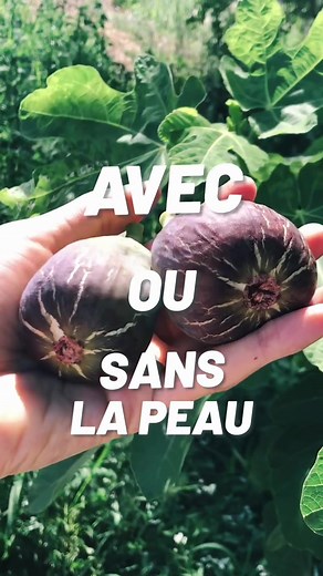 Peut-on manger la peau des figues ?