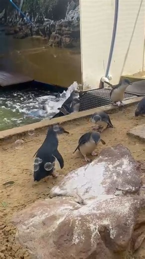 Penguins and bubbles, what's not to love! 🫧🐧 Did you know? Penguins are quite naturally curious creatures and love anything shiny or reflective. Don't miss our little penguins in our South Coast Shipwreck zone at SEA LIFE Sydney Aquarium 🌊 #sealifesydneyaquarium #penguin #littlepenguin #sydneyaquarium | SEA LIFE Sydney Aquarium