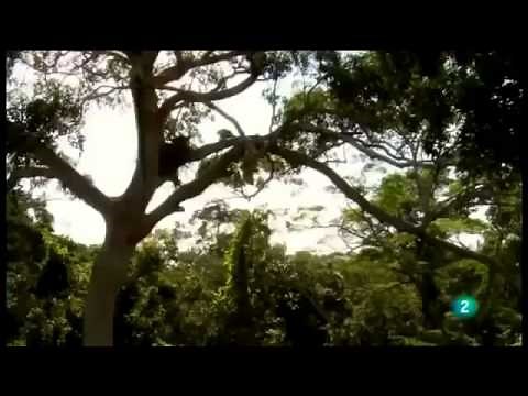 Documental de Animales Salvajes de "El Amazonas" | Documentales Completos en Español