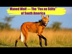Maned Wolf — The “Fox on Stilts” of South America