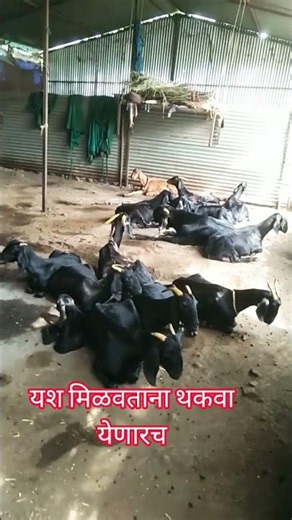 यशाचे शिखर गाठताना थकवा येणार 😚Goat Farming Maharastra | Arvee Goat Farm Dharashiv
