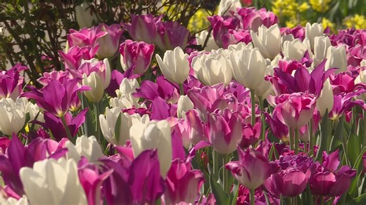 Denver Botanic Gardens tulip bed hit by fungal blight