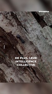 Des hommes et des fourmis ont été soumis à une même expérience, pendant laquelle les fourmis ont largement pris l'avantage. | Formidable