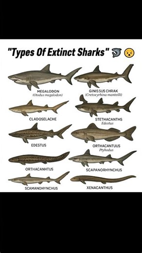 Types of extinct sharks 🦈😯