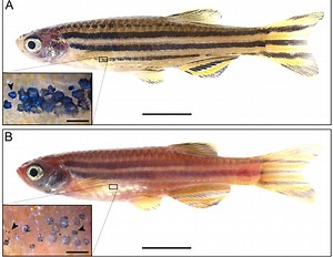 Why are some fish darker than others? [2025] | QAQooking.wiki