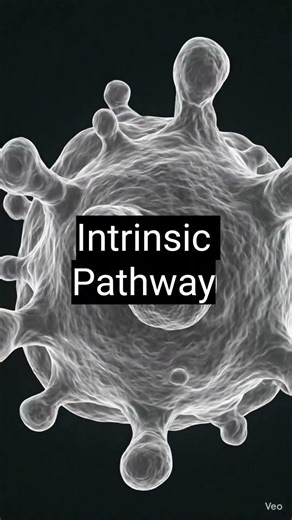 Apoptosis in 30 Seconds | Robbins Review