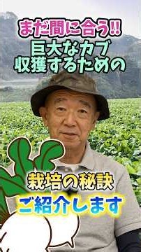 Still Time to Grow Giant Turnips in Your Garden or Farm! Tips for Cultivation and Harvest! [Exper...