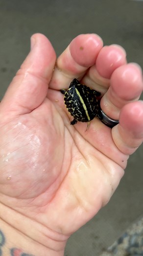 39K views · 1.9K reactions | What’s your favorite baby box turtle? 樂 #babyturtle #boxturtle #babytortoise #otistheturtle #tortoise #tort #OMG #cute #turtles #reptiles #gardenstatetortoise #cutepets | Garden State Tortoise | Facebook