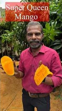 Thailand Super Queen Mango / சூப்பர் குயின் மேங்கோ டேஸ்ட் வேற லெவல்!