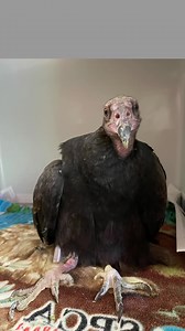 4.3K views · 113 reactions | It’s International Vulture Awareness...