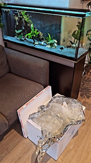 12K views · 633 reactions | IT'S NEW FISH DAY! We have 6 new mini...